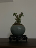 開時(shí)果 金枝玉葉盆栽多肉植物盆景 辦公室內(nèi)桌面花卉小綠植源頭直發(fā)包郵 【叢生款】哥窯冰裂盆+苔蘚+底托 曬單實(shí)拍圖