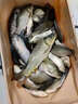聚漁者冬季釣魚(yú)專(zhuān)用餌料野釣黑坑鯽魚(yú)鯉魚(yú)青魚(yú)鳊魚(yú)草魚(yú)鰱鳙翹嘴秋季通殺 拍三發(fā)五【冬釣狂開(kāi)口】 曬單實(shí)拍圖