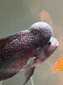 仟湖紅瑞神羅漢魚(yú)飼料增艷成長(zhǎng)起頭專(zhuān)用魚(yú)食財(cái)神血鸚鵡魚(yú)魚(yú)糧高蛋白質(zhì) 中粒430g增艷紅瑞神 曬單實(shí)拍圖