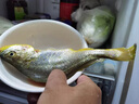 新鮮黃花魚 潮汕生鮮水產(chǎn)冷凍深海魚小黃花大黃花魚 2條1斤（去肚前500g） 曬單實拍圖