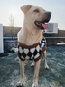 大狗狗寵物衣服冬季保暖中大型犬金毛邊牧拉布拉多杜賓可牽引毛衣 黑色棋盤(pán)格【舒適羊羔絨】 5XL【建議體重50-60斤】 曬單實(shí)拍圖