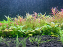 魔點(diǎn)SMAX二代水草燈SMINI2專業(yè)WRGB草缸造景魚缸顯色 SMAX2水草燈+擋光板 曬單實(shí)拍圖