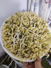 康麗控溫豆芽機(jī)家用全自動智能多功能發(fā)芽豆牙盆神器桶自制生綠豆芽罐 三層 曬單實(shí)拍圖