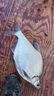 達(dá)億瓦（DAIWA）CROSSCAST 進(jìn)口遠(yuǎn)投輪 遠(yuǎn)拋輪 海釣輪 魚線輪 漁輪 紡車輪 6000型 曬單實(shí)拍圖