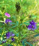 紫花苜蓿草種籽多年生牧草種子四季養殖喂羊牛雞鴨鵝草魚(yú)牧草種籽 進(jìn)口【特高產(chǎn)型】紫花苜蓿凈種子【1斤裝】-種二分地 曬單實(shí)拍圖