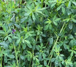 紫花苜蓿草種籽多年生牧草種子四季養(yǎng)殖喂羊牛雞鴨鵝草魚牧草種籽 進(jìn)口【特高產(chǎn)型】紫花苜蓿凈種子【2斤裝】-種四分地 曬單實(shí)拍圖