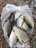 老鬼（OLDGHOST）九一八老鬼野戰(zhàn)篇918本味清香野釣綜合型魚餌鯽魚鯽鯉草鳊 九一八野戰(zhàn)篇300g（1包） 曬單實(shí)拍圖