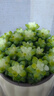 多肉植物雪花玉墜錦室內(nèi)好養(yǎng)盆栽辦公室桌面花卉綠植送老師幼兒園 雪花玉墜20-30頭(奶油柵欄盆+托) 曬單實(shí)拍圖