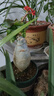四季開(kāi)花 佛肚海棠塊根植物 觀(guān)花佛肚樹(shù)多肉植物盆栽 不含盆 佛肚海棠高20cm 不含盆裸根發(fā)貨 曬單實(shí)拍圖