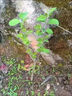 八棱海棠果樹(shù)苗海棠植物 庭院種植  大秋果水果苗 9年苗 不含盆 2年苗 曬單實(shí)拍圖