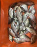 小鳳仙自動找底魚漂手竿海桿遠投磯釣免調(diào)浮漂醒目高靈敏路滑浮漂 T-DF01自動找底漂【4.82g】 曬單實拍圖
