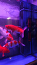 老漁匠魚缸環(huán)流泵造浪機(jī)仿生溪流水低噪變頻吹糞底吹沖浪神器潮汐造浪泵 四代25W【10000L】適合0.6-1.2米 曬單實(shí)拍圖