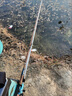 達(dá)瓦虎鯨日系高碳逆絲7代鯽魚竿5H19調(diào)硬28調(diào)十大釣魚竿極細(xì)超輕品牌手竿 3.6m 創(chuàng)世版+原廠桿稍+桿止+終身 曬單實(shí)拍圖