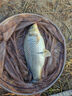 龍王恨釣箱配件三件套 右手款鋁合金材質(zhì)藍色炮臺架魚(yú)護架餌盤(pán)架傘架 炮臺架+魚(yú)護架+餌盤(pán)架【右手款】 曬單實(shí)拍圖