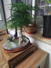 瀚林怡景（HANLINYIJING）文竹盆栽山水盆景植物室內(nèi)客廳桌面辦公室綠植花卉云竹四季常青 文竹-紫砂盆-涼亭 木座 曬單實拍圖
