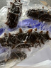 薩哈林俄羅斯野生即食海參 原料進(jìn)口六排刺高參齡無添加高品質(zhì) 1斤裝8只 簡裝 曬單實(shí)拍圖