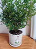 京云夢(mèng)清香木防蚊蟲(chóng)驅蚊草綠植盆景辦公室桌面四季好養活清香胡椒木盆栽 清香胡椒木＋加侖盆 曬單實(shí)拍圖