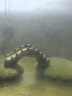 匠心坊微景觀(guān)魚(yú)缸造景裝飾太湖石小橋亭子中國風(fēng)花園盆景裝飾小擺件 0109月到風(fēng)來(lái)亭 曬單實(shí)拍圖