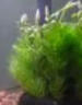 逸樂(lè )寵魚(yú)缸水草植物大坨草增氧陰性增氧淡水新手懶人水榕造景水培坨草 紅綠網(wǎng)紋混合小坨 曬單實(shí)拍圖