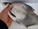魚(yú)誘鳊魚(yú)專(zhuān)用餌料小藥鳊魚(yú)聞味來(lái)攻野釣黑坑水庫新手也不空軍誘魚(yú)小藥 一瓶【體驗裝】 曬單實(shí)拍圖