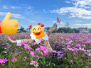 JELLYBABY中大童連衣裙2024秋裝女童公主裙子學(xué)院風(fēng)百褶西裝裙繡花翻領(lǐng) 卡其 150 CM 曬單實拍圖