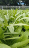 貝意品四季無(wú)斑香油麥菜 種籽新種 青菜陽(yáng)臺盆栽耐熱農家易種植蔬菜種子 四季清新無(wú)斑油麥菜【約1000?！?曬單實(shí)拍圖