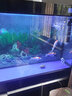 魚缸活性炭過濾濾材水族箱除去水黃除腥臭凈水專用材料椰殼碳蜂窩 C級普通活性炭5斤 【加網(wǎng)袋】 曬單實拍圖