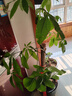 臨雅發(fā)財樹(shù)綠植物客廳盆栽大棵室內擺大型步步高招財樹(shù)辦公室喬遷開(kāi)業(yè) 獨桿發(fā)財樹(shù)1.2-1.3米+福字盆 曬單實(shí)拍圖