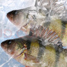 新疆發(fā)貨新疆阿勒泰福海冷水魚(yú)五道黑河鱸魚(yú)實(shí)際稱(chēng)重去鱗去內(nèi)臟 五道黑4斤（5-6條裝*2袋）紅燒 曬單實(shí)拍圖