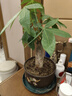 格調生活大號發(fā)財樹(shù)室內三桿陶瓷盆陽(yáng)臺辦公好養綠植盆栽花卉招財寓意植物 大號發(fā)財樹(shù)原盆 帶盆栽好 曬單實(shí)拍圖