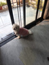 貝初眾狗狗衣服可牽引貓衣服比熊泰迪博美小型犬小狗冬季保暖寵物衣服 富貴兔毛小外套-粉 2XL 建議15-20斤 曬單實拍圖