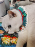TAIGEPETS貓咪圣誕圍巾裝飾狗圍脖衣服狗狗圍巾貓咪新年項圈泰迪比熊小型犬 綠色麋鹿項圈 M【頸圍25-30cm】15斤內(nèi) 曬單實拍圖