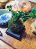 臨雅小葉福建茶盆栽苔蘚球老樁植物室內(nèi)桌面四季常青禪意盆景好養(yǎng)綠植 福建茶+紫砂盤+梨花木托+苔蘚球 曬單實(shí)拍圖