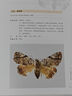 澳門蛾類 李志強(qiáng)蛾類昆蟲272種 原色生態(tài)圖及標(biāo)本圖 澳門昆蟲粵港澳大灣區(qū)昆蟲 廣東科技 曬單實(shí)拍圖