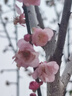 安野屋 AARYE安野屋香氛護(hù)手霜沁潤(rùn)秋冬季清爽滋潤(rùn)鋁管植萃經(jīng)典香氛便攜小支 玉蘭山堂 曬單實(shí)拍圖