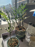 想開祺典小葉紫檀盆景植物老樁盆栽辦公室桌面室內(nèi)花卉綠植好養(yǎng)活四季 多株老樁紫檀+紫砂山河盆+底座 曬單實(shí)拍圖