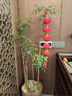 盛夏時光 大紅植絨燈籠串掛飾春節(jié)場景布置植絨小燈籠串商場新年裝飾掛件 【全紅】小號燈籠五連串 曬單實拍圖