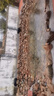 HASE魚池水循環(huán)過濾系統(tǒng)室外庭院凈水過濾器大型錦鯉池外置過濾箱 42立方魚池用套裝【含水泵水管全套】 曬單實(shí)拍圖