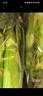 云南高原水果清芹生吃新鮮水果芹菜西芹當(dāng)季蔬菜現(xiàn)采現(xiàn)發(fā)綠色青菜 1500g 曬單實拍圖