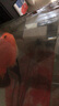 SOBO松寶魚(yú)缸過(guò)濾器三合一內置循環(huán)泵小型水族箱過(guò)濾系統增氧泵AQ-500F【適合魚(yú)缸60CM以?xún)取?W 曬單實(shí)拍圖