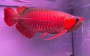 金龍魚(yú)活魚(yú)幼苗龍魚(yú)觀(guān)賞魚(yú)練手過(guò)背印尼辣椒血紅龍魚(yú)苗小高背龍魚(yú) AAAAA金頭過(guò)背金龍 27-30CM（芯片證書(shū)齊全） 曬單實(shí)拍圖