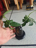 景郁春 JIRYUCUR發(fā)財樹小盆栽水培植物辦公室內(nèi)桌面綠植發(fā)財樹+線條灰源頭直發(fā) 曬單實拍圖