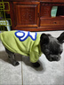 桑菽秋冬狗狗衣服潮牌衛衣泰迪比熊雪納瑞巴哥斗牛小型犬法斗衣服 牛油果綠加絨衛衣面料 XXL碼（20至26斤） 曬單實(shí)拍圖