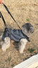 春錦秋鯉狗狗輔助帶小型犬輔助帶中型犬輔助帶四肢無(wú)力上樓助行帶輔助背帶 S(8-15斤) 曬單實(shí)拍圖