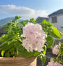 京悠雨德國(guó)品質(zhì)重瓣矮牽?；缗柙詭ЩòK菲亞陽(yáng)臺(tái)庭院爬藤垂吊植物四 主圖款【帶花發(fā)貨】精品重瓣  矮牽牛  蘇菲亞【可 曬單實(shí)拍圖