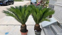鐵樹(shù)樹(shù)苗盆栽公母庭院室外四季常青大型花卉室內植物好養綠植名貴 鐵樹(shù)球莖11-12公母二顆 不含盆 曬單實(shí)拍圖