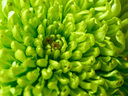 奧之心（OM SYSTEM）90mm F3.5 Macro IS PRO 定焦微距鏡頭 奧林巴斯微單相機鏡頭 等效180mm 曬單實拍圖