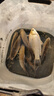 川品社洛陽球球釣路亞逗釣鯽魚線組全套配件動(dòng)態(tài)軟珠餌套裝球球路滑釣組 路亞逗釣套裝+紅蟲味軟珠 送雙鉤 曬單實(shí)拍圖