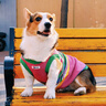 MIKI PAD狗狗衣服春秋條紋針織背心貓咪衣服小型犬夏天透氣比熊泰迪雪納瑞 彩虹條紋毛衣 2XL 胸圍53cm(參考體重20-26斤) 曬單實拍圖