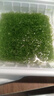 旺園興魚(yú)缸造景淡水活體植物冒泡的水草增氧氣泡垂淚鹿角苔莫斯新手易養 鹿角苔一片 曬單實(shí)拍圖